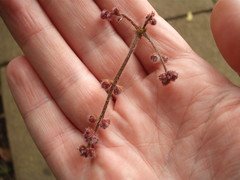 Davidsonia jerseyana