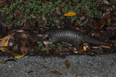 Manis pentadactyla pentadactyla