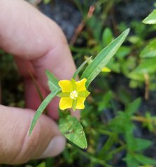 Ludwigia