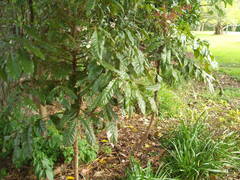 Davidsonia jerseyana