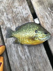Lepomis gibbosus × macrochirus