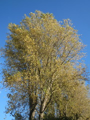 Populus × canadensis
