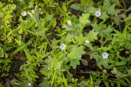 Sierra baby blue eyes (Nemophila spatulata)