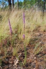 Liatris spicata