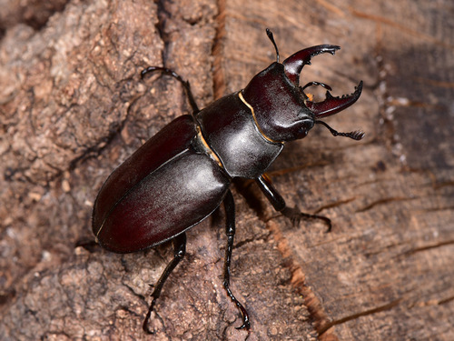 Lucanus tetraodon Thunberg, 1806