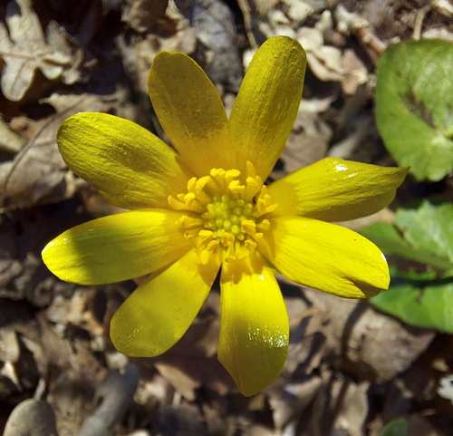 lesser celandine