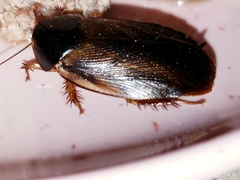Pycnoscelus surinamensis