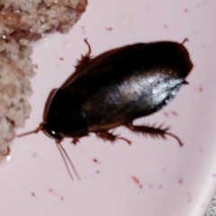 Pycnoscelus surinamensis