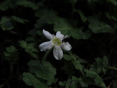 Ellisiophyllum pinnatum