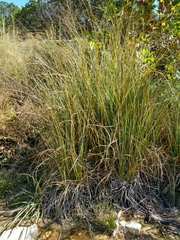 Cladium mariscus jamaicense