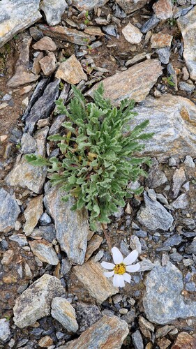 Anthemis cretica, photograph 6