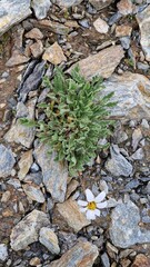 Anthemis cretica, photograph (c) Алена Ручка, some rights reserved (CC BY)