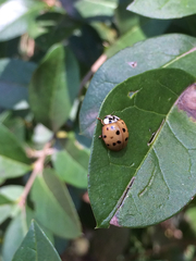 Harmonia axyridis
