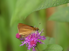 Euphyes dukesi dukesi