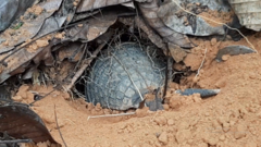 Cabassous unicinctus