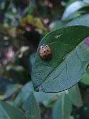 Harmonia axyridis