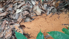 Cabassous unicinctus