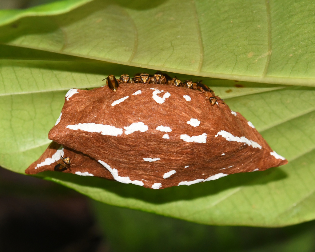 Charterginus fulvus