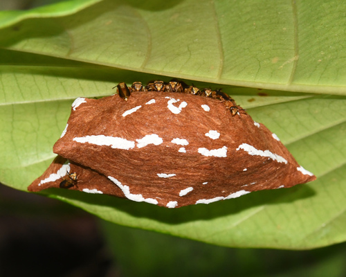 Charterginus fulvus