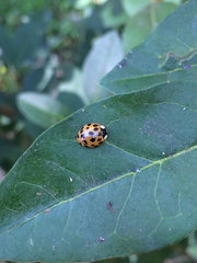 Harmonia axyridis
