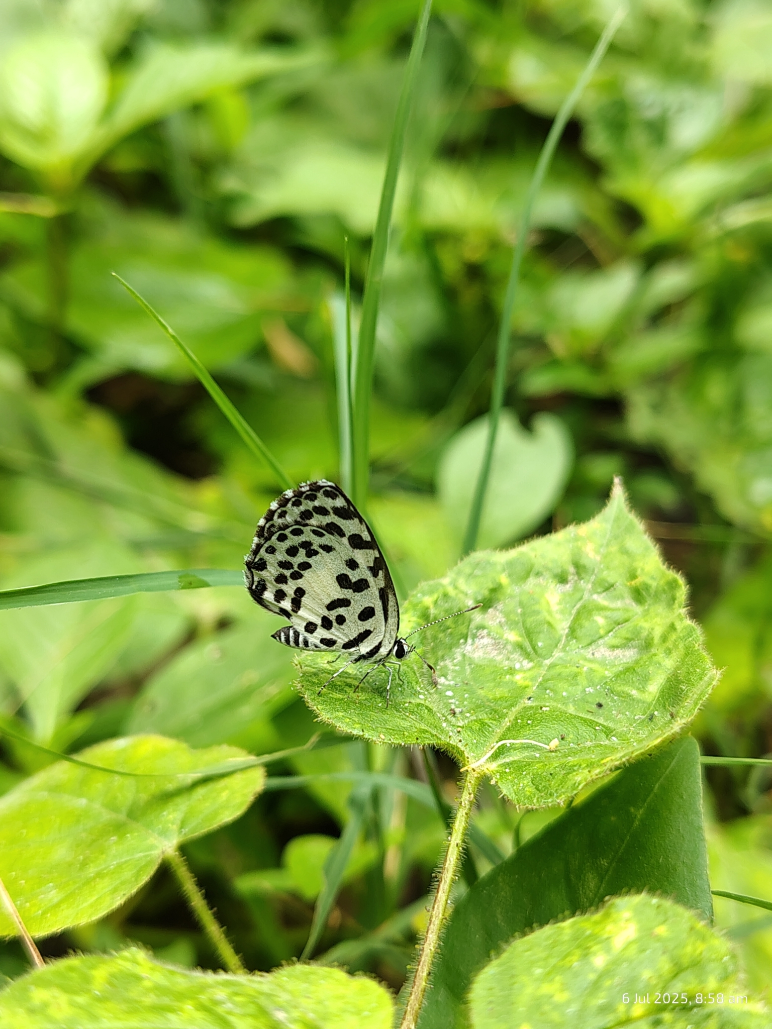 Common Pierrot
