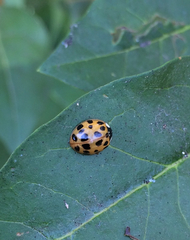 Harmonia axyridis