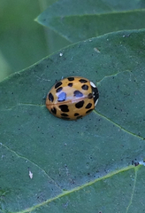 Harmonia axyridis