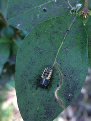 Harmonia axyridis
