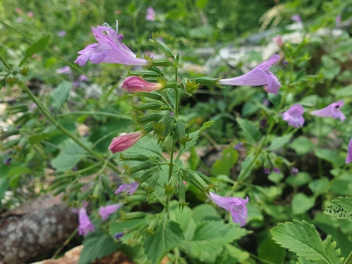 Clinopodium grandiflorum (Clinopodium grandiflorum)