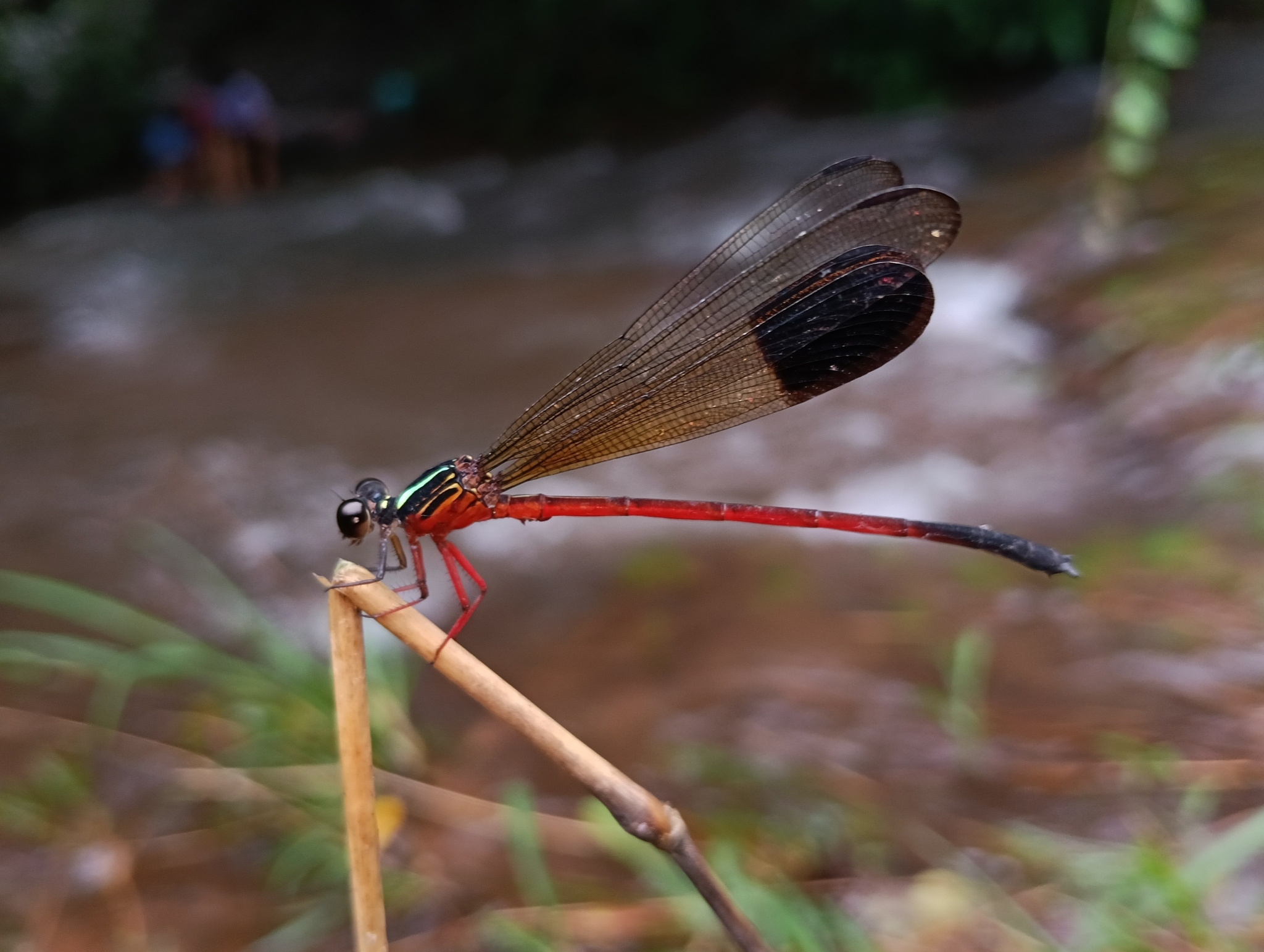 Malabar Satinwing