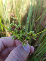 Cyperus