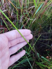 Cyperus