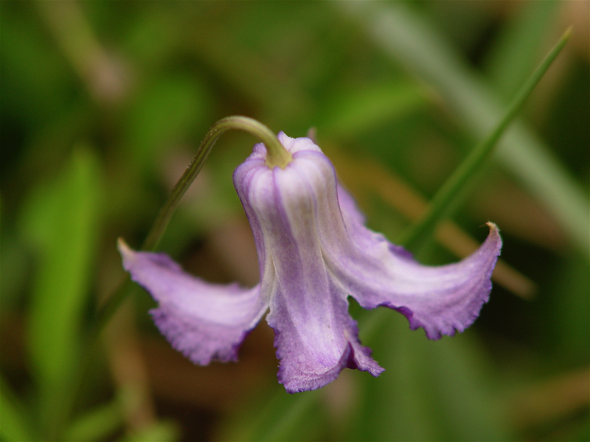 Clematis crispa