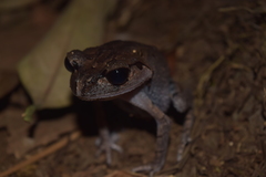 Leptobrachium hasseltii