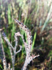 Angiospermae