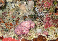 Canthigaster janthinoptera