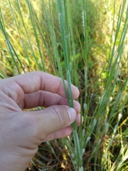 Poaceae