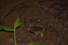 Limnonectes microdiscus