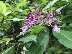 Fuchsia paniculata