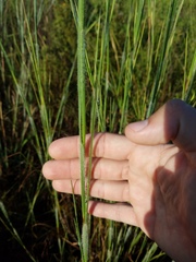 Poaceae
