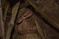 Craspedocephalus puniceus