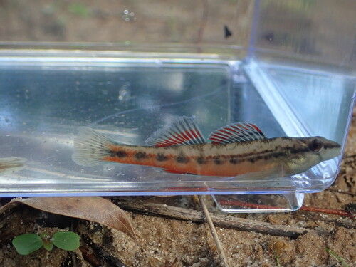 Chickasaw darter (Etheostoma cervus) — Percidae — 3