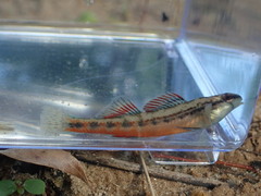 Chickasaw Darter photo 2