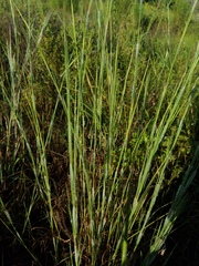 Poaceae