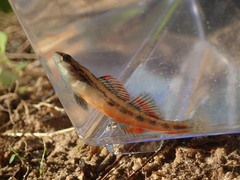 Chickasaw Darter photo 3