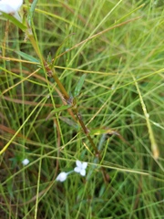 Diodia virginiana