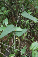 Smilax moranensis