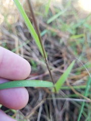 Angiospermae