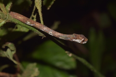 Aplopeltura boa