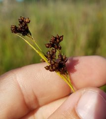 Cyperaceae